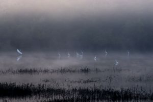 egrets_SR370.jpg