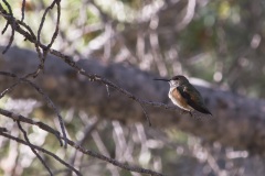 Baby_Hummingbird