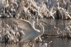 Winter_Egret