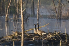 canada_geese_2
