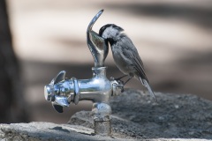 chickadee_fountain_2