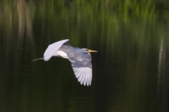 egret_flying