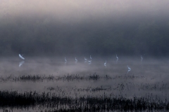 egrets_SR370
