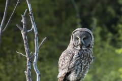 gtnp_great_gray_owl