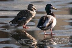 lsl_mallards_ice