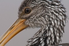 sk_limpkin-2