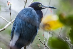 sk_little_blue_heron-3