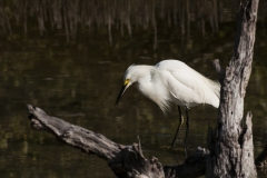 walking_egret-2