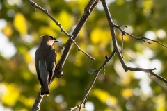 waxwing-3_2