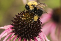 bumblebee-2