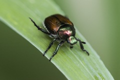 jap_beetle