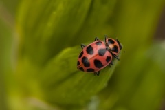 ladybug