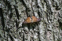 moth-3