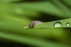 slug