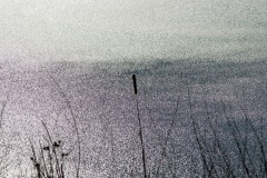 cattail_ice
