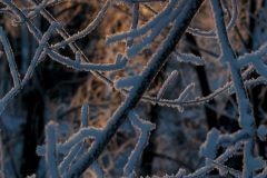 frosted_branches-2