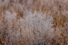 frosted_weeds