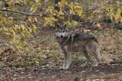 Mex_Gray-3
