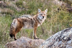 RMNP_Coyote_a