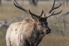 RMNP_Elk-2