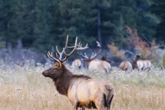 RMNP_Elk-2a