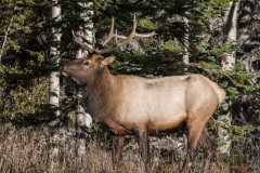 RMNP_Elk-3a