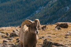 RMNP_Goat