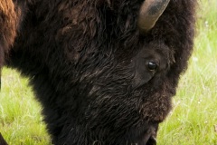 YNP_Bison-2