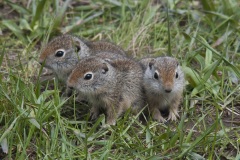 YNP_Ground_Squirrels
