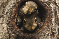 by_squirrels