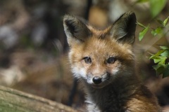kit_fox-2