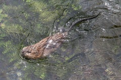 muskrat_a