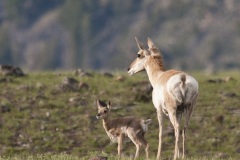 ysnp_pronghorn-2