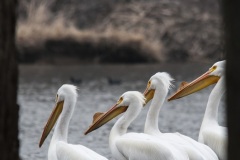 CCP_pelicans