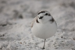 Snowy_Plover_1