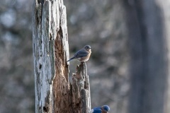 bluebirds