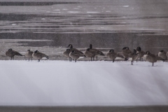 canada_geese_snow