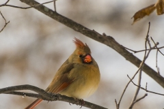 cardinal