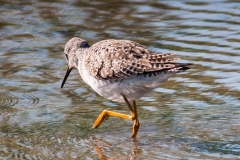 dowitcher_2