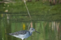 dowitcher_2014