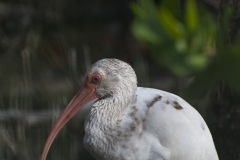 ibis-2