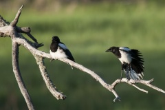 magpies