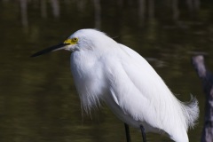 snowy_egret