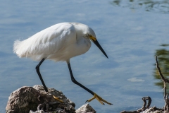 walking_egret