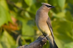 waxwing