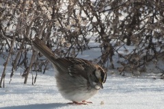 winter_sparrow