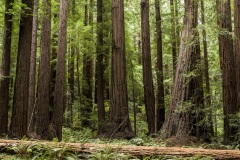 Muir_Woods