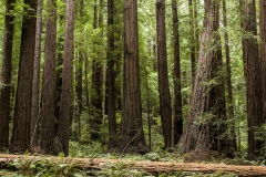 Muir_Woods