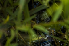 bullfrog-2