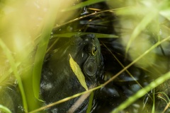 bullfrog